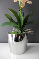 cudowny storczyk Salmon w srebrnej donicy, wys.50cm