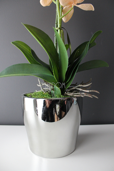 cudowny storczyk Salmon w srebrnej donicy, wys.50cm