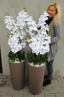 bardzo duży storczyk Kallena w donicy cappuccino, wys.150cm 