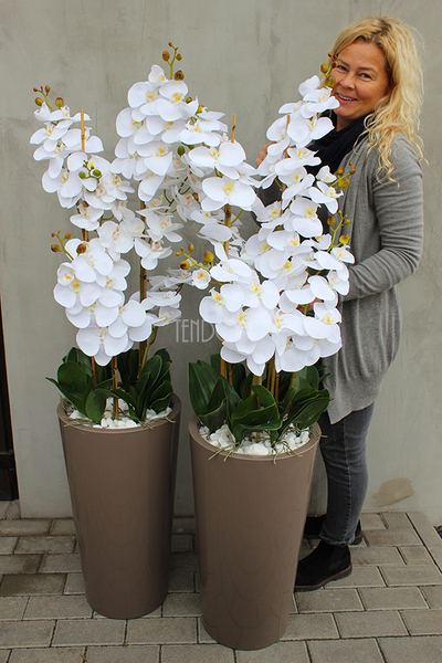 bardzo duży storczyk Kallena w donicy cappuccino, wys.150cm