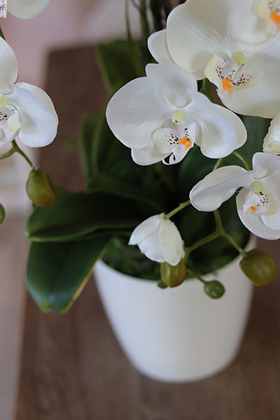 Mediolan White Classic, storczyk w osłonce z tworzywa sztucznego, wys.72cm