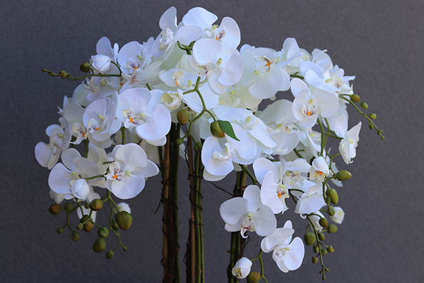 Grande Fiberglass Black Extra, efektowny storczyk w czarnej donicy z fiberglass (połysk), wys.130cm