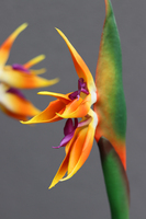 oryginalna kompozycja Strelicja Genassa, wym.145cm 