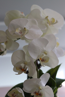 Goldisya Malla, elegancki storczyk w złotej osłonce, wys.41cm 