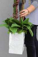 Mediolan Luneto, Solo, storczyk do obsadzenia, saute, wys.100cm