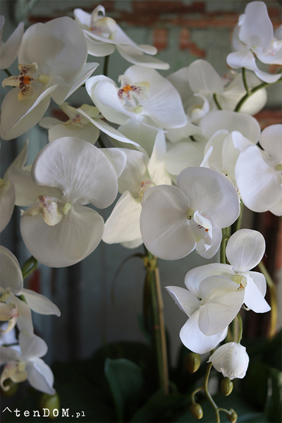 ekskluzywny storczyk Laos Black w czarnej donicy, wys.60cm 