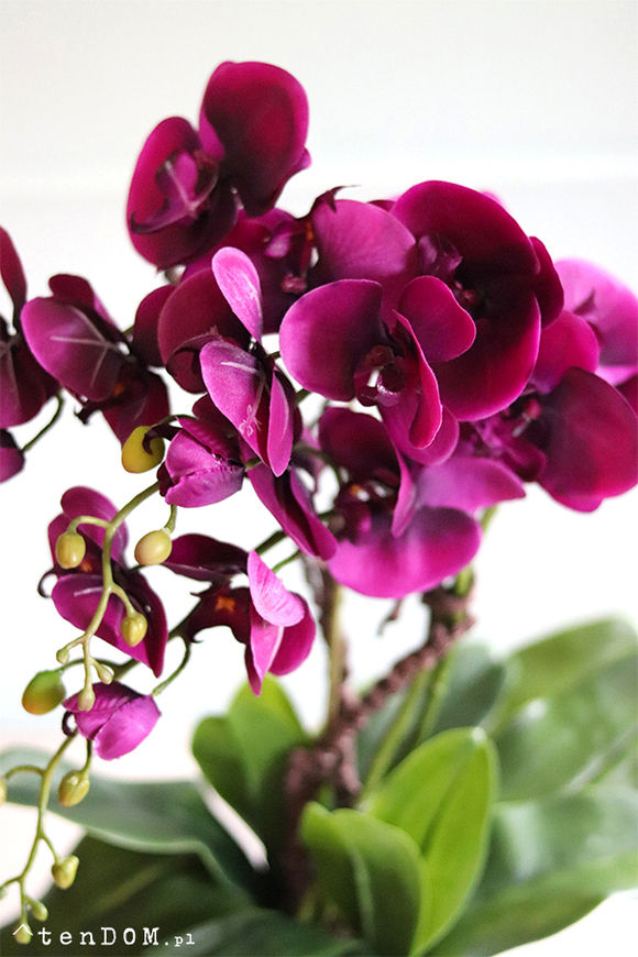 Flamenita, fioletowy storczyk w srebrnej donicy, wys.55cm