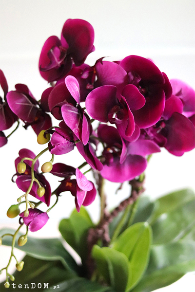 Flamenita, fioletowy storczyk w srebrnej donicy, wys.55cm