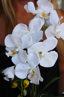 Dragonfly 2 sztuczny storczyk w bieli, szara donica wys. ok. 49cm 