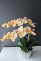 cudowny storczyk Salmon w srebrnej donicy, wys.50cm