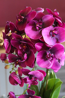 fioletowy storczyk w ceramicznej donicy, Leminato, wys.63cm 