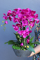 Fuksja Liwona, elegancki storczyk w srebrnej ceramicznej donicy, wys.60cm