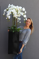 Grande Fiberglass Black Extra, efektowny storczyk w czarnej donicy z fiberglass (połysk), wys.130cm