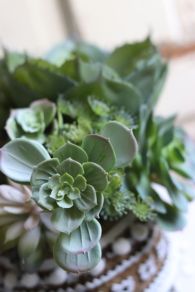 Boho Basket B, kompozycja sukulenty w donicy - koszu, wym.27x32cm