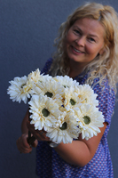 Gerbery Flamenco, bukiet waniliowych kwiatów, dł.51cm