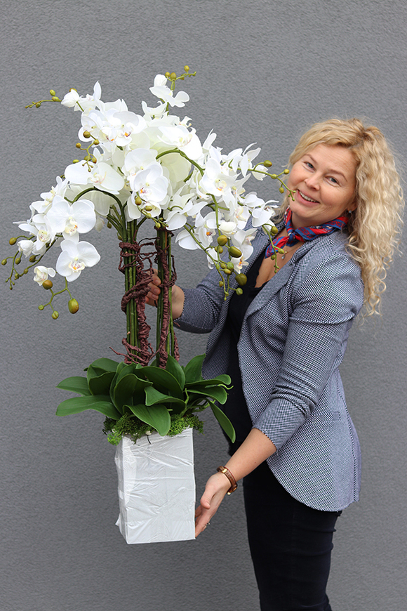 Mediolan Luneto, Solo, storczyk do obsadzenia, saute, wys.100cm