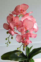 Luciende, różowy storczyk w srebrnej donicy wys.64cm