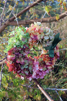 Jesienna Hortensja wianek na drzwi, śr.28cm