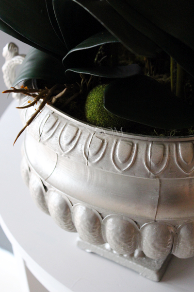 duży storczyk w eleganckim pucharze Carlos wys.90cm