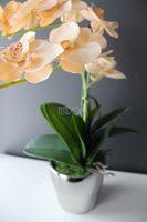 cudowny storczyk Salmon w srebrnej donicy, wys.50cm