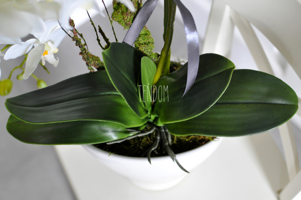 storczyk Clementine w ceramicznej, białej donicy, wys.47cm