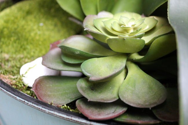 duży storczyk Turquise z sukulentem, wys.80cm