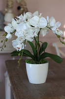 Mediolan White Mini, storczyk w osłonce z tworzywa sztucznego, wys.42cm