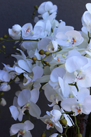 Grande Fiberglass White Extra, efektowny storczyk w białej donicy z fiberglass (połysk), wys.150cm