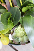 duży storczyk Turquise z sukulentem, wys.80cm