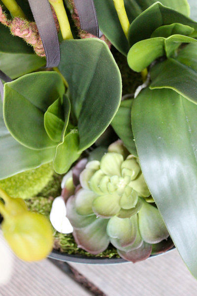 duży storczyk Turquise z sukulentem, wys.80cm