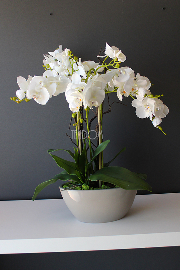 Ballano Beige storczyk w beżowej podłużnej donicy, wys.60cm