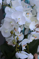 elegancki storczyk w ozdobnej donicy, Verona Largo, wys.57cm