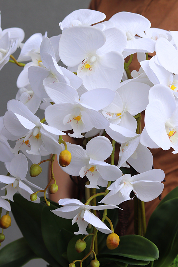 Kresso White, bajeczny storczyk w czarnej donicy, wys.58cm 