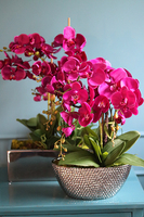 Leo Fuksja, storczyk w Lustrzanej donicy, wys.52cm