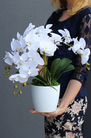 Mediolan White Mini, storczyk w osłonce z tworzywa sztucznego, wys.42cm