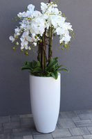 Grande Fiberglass White Extra, efektowny storczyk w białej donicy z fiberglass (połysk), wys.150cm 