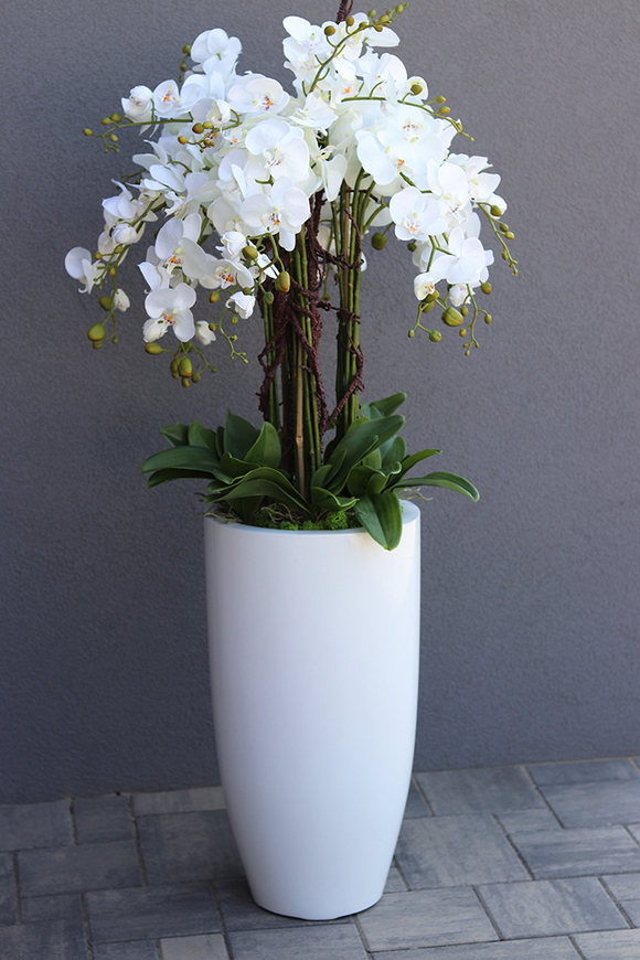 Grande Fiberglass White Extra, efektowny storczyk w białej donicy z fiberglass (połysk), wys.150cm 
