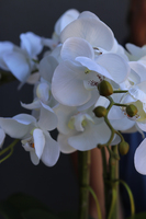 Klenoa, sztuczny storczyk w ceramicznej etno donicy, wys.62cm 