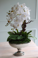 Helioso, elegancki storczyk w białym pucharze glamour, wys.67cm