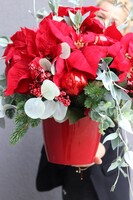 Gwiazda Betlejemska Red in Red, świąteczna kompozycja, wys.48cm