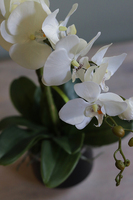 Black Pearl, efektowny storczyk w czarnej donicy, wys.60cm