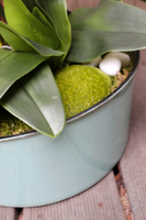 duży storczyk Turquise z sukulentem, wys.80cm