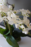 Ballano Beige storczyk w beżowej podłużnej donicy, wys.60cm