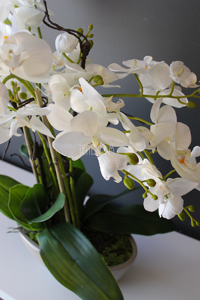 Ballano Beige storczyk w beżowej podłużnej donicy, wys.60cm