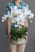 elegancki storczyk w ozdobnej donicy, Verona Largo, wys.57cm