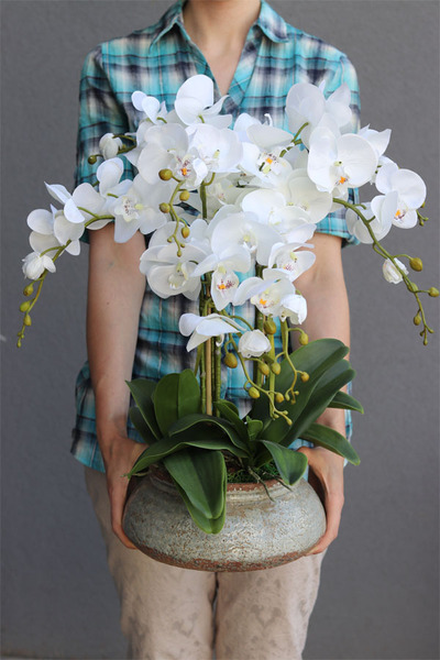 elegancki storczyk w ozdobnej donicy, Verona Largo, wys.57cm