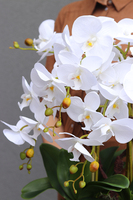 Kresso White, bajeczny storczyk w czarnej donicy, wys.58cm 