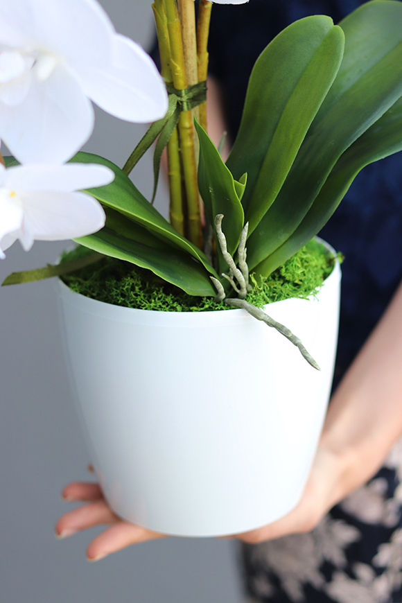 Mediolan White Mini, storczyk w osłonce z tworzywa sztucznego, wys.42cm 