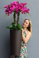 Fuksja Terrano, wysoki sztuczny storczyk w czekoladowej donicy, wys.135cm