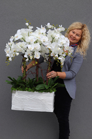 Mediolan Luneto, storczyk do obsadzenia, saute, wym.98x46cm 